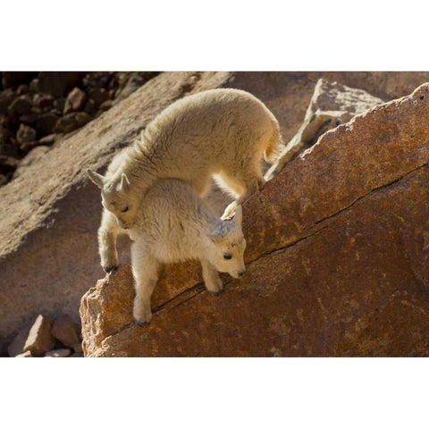 CO, Mount Evans Two mountain goat kids playing Black Modern Wood Framed Art Print by Illg, Cathy and Gordon