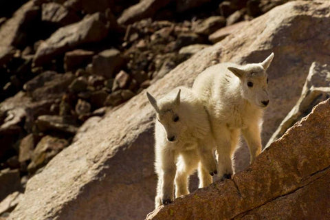 CO, Mt Evans Mountain goat kids playing on rock Black Ornate Wood Framed Art Print with Double Matting by Illg, Cathy and Gordon