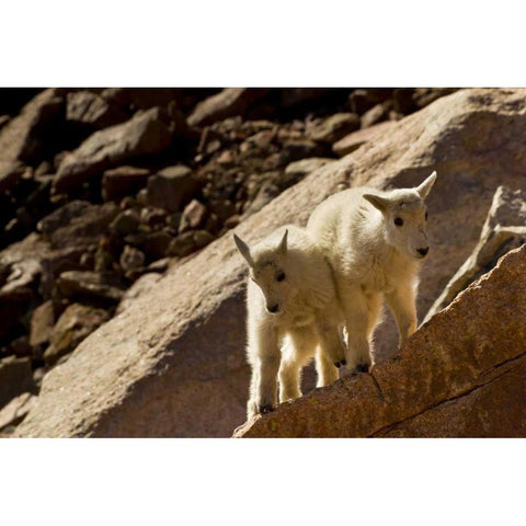 CO, Mt Evans Mountain goat kids playing on rock Black Modern Wood Framed Art Print with Double Matting by Illg, Cathy and Gordon