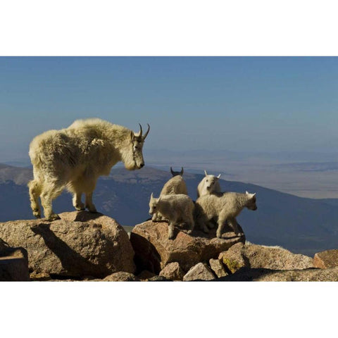 CO, Mount Evans Mountain goat kids playing Black Modern Wood Framed Art Print by Illg, Cathy and Gordon
