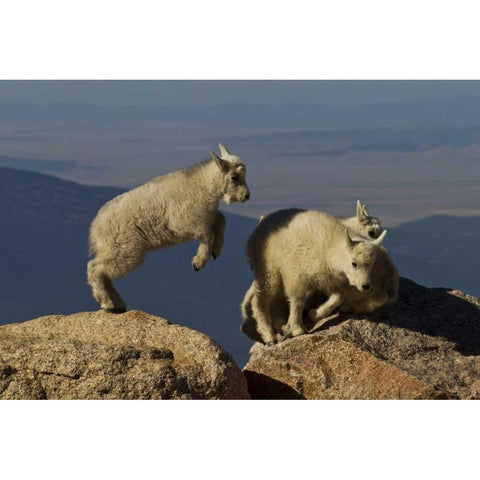 Colorado, Mount Evans Mountain goat kids playing Gold Ornate Wood Framed Art Print with Double Matting by Illg, Cathy and Gordon