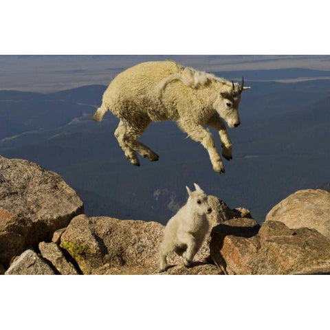 CO, Mount Evans Mountain goat jumping over kid Black Modern Wood Framed Art Print by Illg, Cathy and Gordon