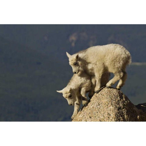 CO, Mount Evans Mountain goat kids climbing Gold Ornate Wood Framed Art Print with Double Matting by Illg, Cathy and Gordon
