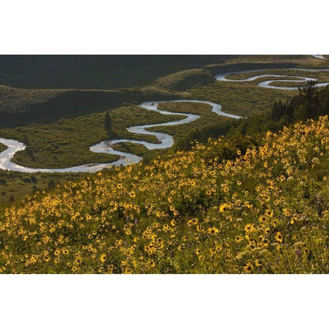 CO, Gunnison NF, Crested Butte Aspen sunflowers Black Modern Wood Framed Art Print by Illg, Cathy and Gordon