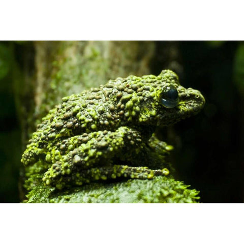 Colorado, Denver Close-up of mossy frog Black Modern Wood Framed Art Print by Illg, Cathy and Gordon