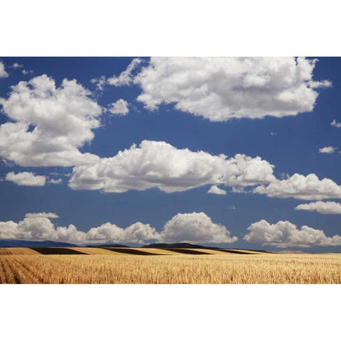 CO, Wheat fields in western part of state White Modern Wood Framed Art Print by Flaherty, Dennis