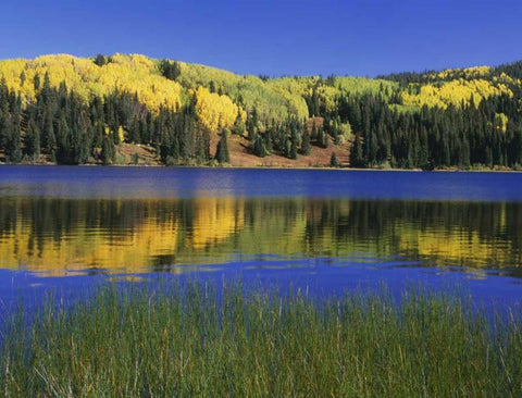 Colorado, Gunnison NF Autumn scenic at Lost Lake Black Ornate Wood Framed Art Print with Double Matting by Flaherty, Dennis