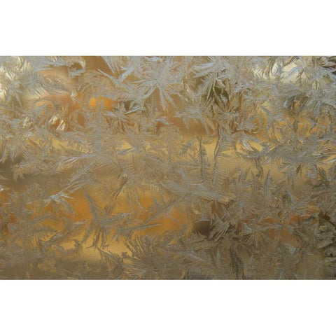 USA, Colorado Frost on window pane Black Modern Wood Framed Art Print by Illg, Cathy and Gordon