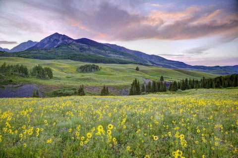 CO, Crested Butte Flowers and mountain Black Ornate Wood Framed Art Print with Double Matting by Flaherty, Dennis