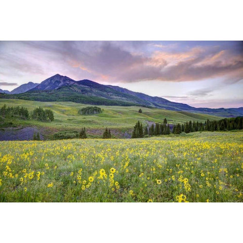 CO, Crested Butte Flowers and mountain Black Modern Wood Framed Art Print with Double Matting by Flaherty, Dennis