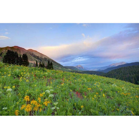 CO, Crested Butte Flowers and mountains Gold Ornate Wood Framed Art Print with Double Matting by Flaherty, Dennis