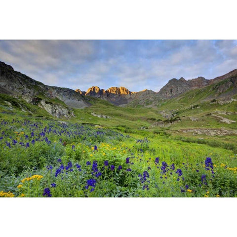 CO, San Juan Mts, Sunrise on flowers Black Modern Wood Framed Art Print with Double Matting by Flaherty, Dennis