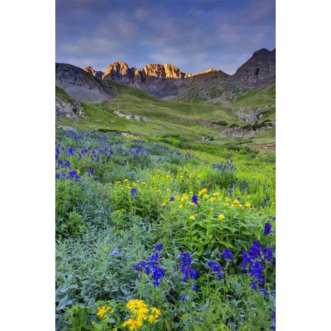 CO, San Juan Mts, Sunrise on flowers Black Modern Wood Framed Art Print by Flaherty, Dennis