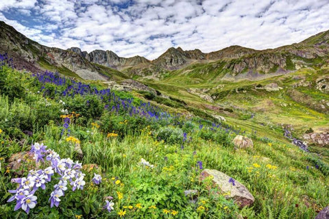 Colorado, San Juan Mts, flowers in American Basin White Modern Wood Framed Art Print with Double Matting by Flaherty, Dennis