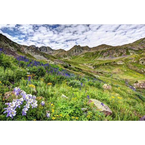 Colorado, San Juan Mts, flowers in American Basin White Modern Wood Framed Art Print by Flaherty, Dennis