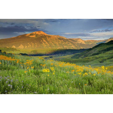 CO, Crested Butte Landscape of mountain flowers Gold Ornate Wood Framed Art Print with Double Matting by Flaherty, Dennis