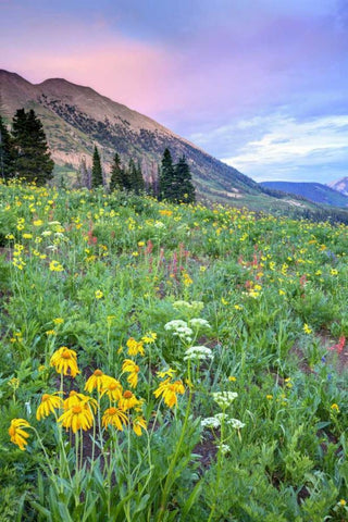 CO, Crested Butte Flowers and mountains Black Ornate Wood Framed Art Print with Double Matting by Flaherty, Dennis