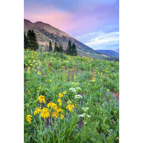 CO, Crested Butte Flowers and mountains White Modern Wood Framed Art Print by Flaherty, Dennis