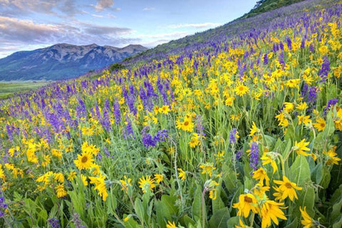 CO, Crested Butte Flowers on hillside Black Ornate Wood Framed Art Print with Double Matting by Flaherty, Dennis