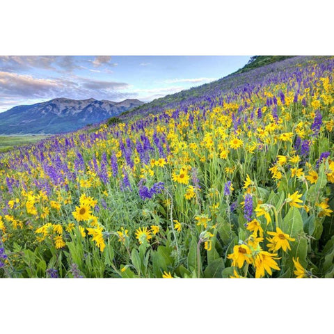 CO, Crested Butte Flowers on hillside Gold Ornate Wood Framed Art Print with Double Matting by Flaherty, Dennis