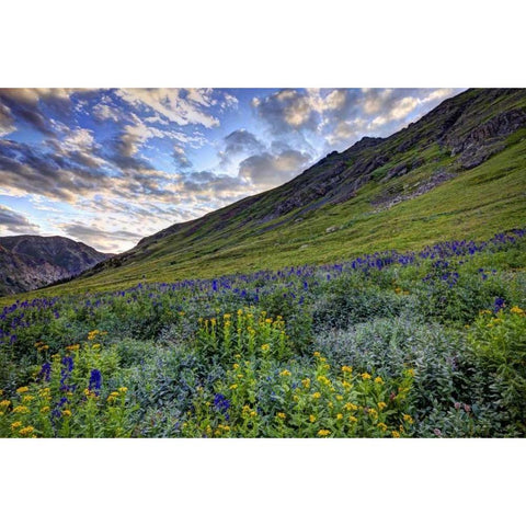 Colorado, San Juan Mts, flowers in American Basin White Modern Wood Framed Art Print by Flaherty, Dennis