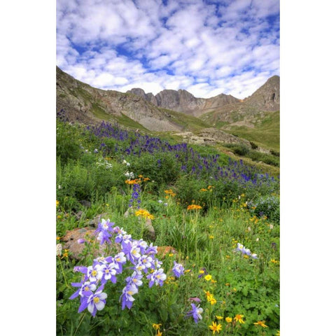 Colorado, San Juan Mts, flowers in American Basin White Modern Wood Framed Art Print by Flaherty, Dennis