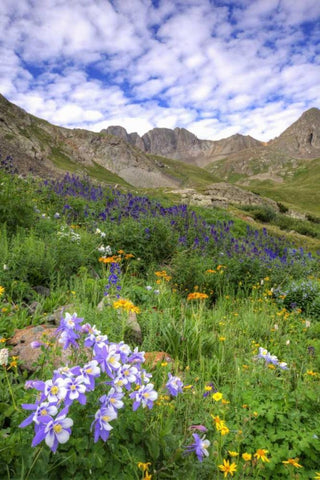 Colorado, San Juan Mts, flowers in American Basin White Modern Wood Framed Art Print with Double Matting by Flaherty, Dennis