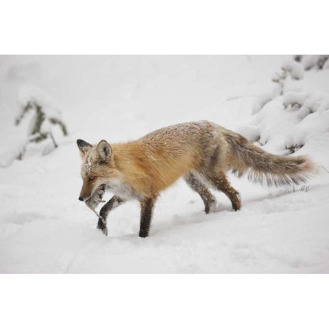 Colorado, Pike NF Red fox carrying meadow vole White Modern Wood Framed Art Print by Grall, Don