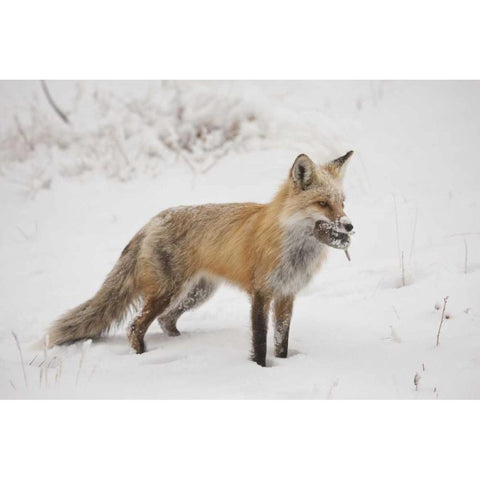 Colorado, Pike NF Red fox carrying meadow vole Black Modern Wood Framed Art Print by Grall, Don