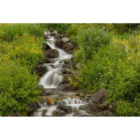 Colorado, San Juan Mts flowers next to stream Black Modern Wood Framed Art Print by Illg, Cathy and Gordon