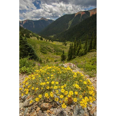 Colorado, San Juan Mts flowers in Ophir Pass Black Modern Wood Framed Art Print with Double Matting by Illg, Cathy and Gordon