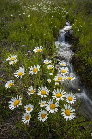 Colorado, San Juan Mts Daisies next to stream Black Ornate Wood Framed Art Print with Double Matting by Illg, Cathy and Gordon