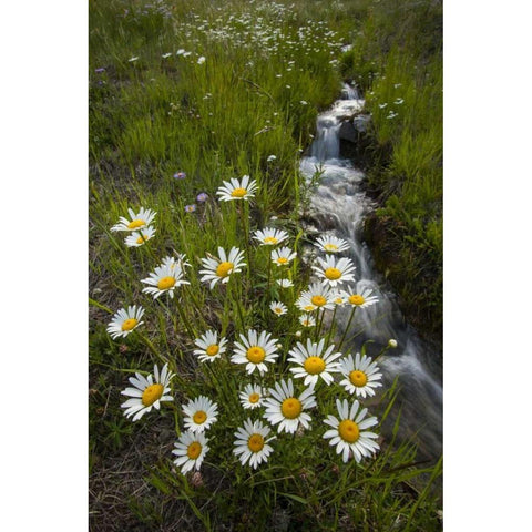 Colorado, San Juan Mts Daisies next to stream Black Modern Wood Framed Art Print by Illg, Cathy and Gordon