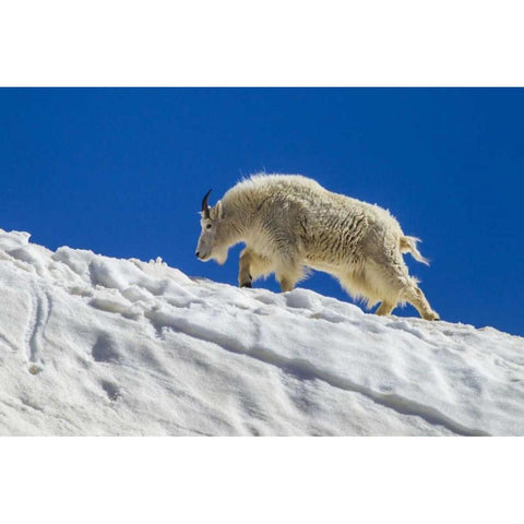 CO, Mt Evans Mountain goat walks on summer snow Black Modern Wood Framed Art Print by Illg, Cathy and Gordon