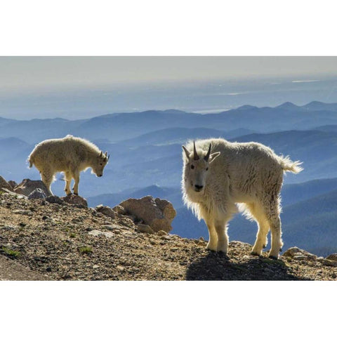 Colorado, Mt Evans Mountain goats and scenery Black Modern Wood Framed Art Print by Illg, Cathy and Gordon