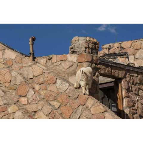 CO, Mt Evans Mountain goat climbs a building Black Modern Wood Framed Art Print by Illg, Cathy and Gordon