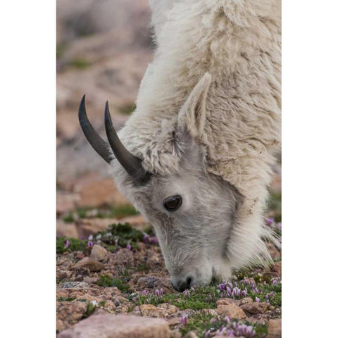 USA, Colorado, Mt Evans Mountain goat grazing Black Modern Wood Framed Art Print by Illg, Cathy and Gordon