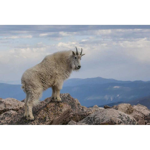 CO, Mt Evans Mountain goat stands against sky Black Modern Wood Framed Art Print by Illg, Cathy and Gordon