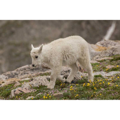 Colorado, Mt Evans Mountain goat kid Black Modern Wood Framed Art Print by Illg, Cathy and Gordon