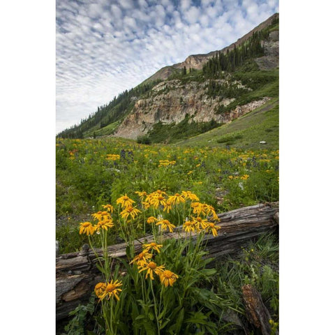 Colorado, Crested Butte Wildflowers and old log Black Modern Wood Framed Art Print by Illg, Cathy and Gordon