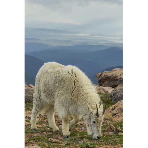 USA, Colorado, Mt Evans Mountain goat grazing Black Modern Wood Framed Art Print by Illg, Cathy and Gordon