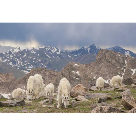 Colorado, Mt Evans Mountain goat herd grazing Black Modern Wood Framed Art Print with Double Matting by Illg, Cathy and Gordon