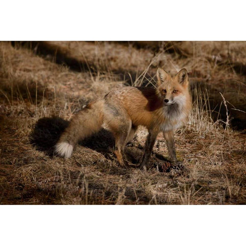 Colorado, Pike National Forest Red fox Black Modern Wood Framed Art Print with Double Matting by Grall, Don
