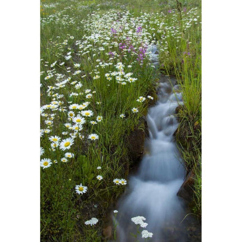 Colorado, San Juan Mts Daisies next to stream Black Modern Wood Framed Art Print by Illg, Cathy and Gordon