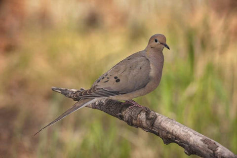Colorado, Woodland Park Mourning dove on branch Black Ornate Wood Framed Art Print with Double Matting by Grall, Don