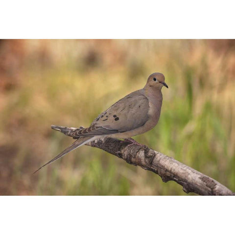 Colorado, Woodland Park Mourning dove on branch White Modern Wood Framed Art Print by Grall, Don
