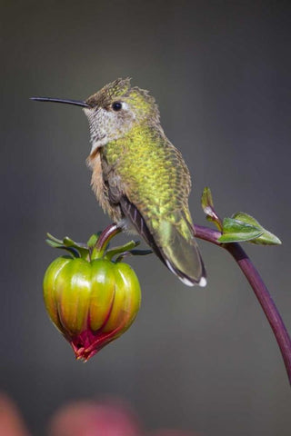 USA, Colorado Hummingbird rests on flower bud Black Ornate Wood Framed Art Print with Double Matting by Lord, Fred