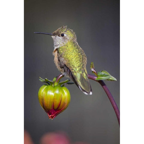 USA, Colorado Hummingbird rests on flower bud Gold Ornate Wood Framed Art Print with Double Matting by Lord, Fred