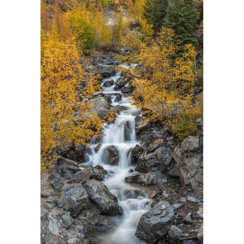 Colorado Cascading creek in San Juan Mountains White Modern Wood Framed Art Print by Illg, Cathy and Gordon