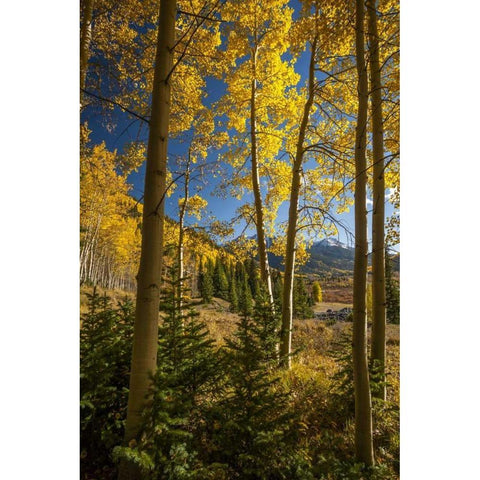 USA, Colorado Landscape in San Juan Mountains Gold Ornate Wood Framed Art Print with Double Matting by Illg, Cathy and Gordon